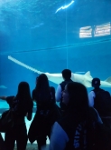USCITA DIDATTICA A GENOVA – VISITA DELL’ACQUARIO