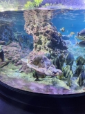 USCITA DIDATTICA A GENOVA – VISITA DELL’ACQUARIO