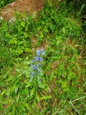 PROGETTO FREUD “NATURA E BENESSERE IN MONTAGNA A TORGNON”